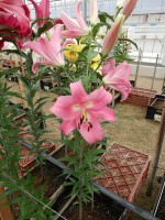 [4190 Pink Palace VWS No01.JPG]